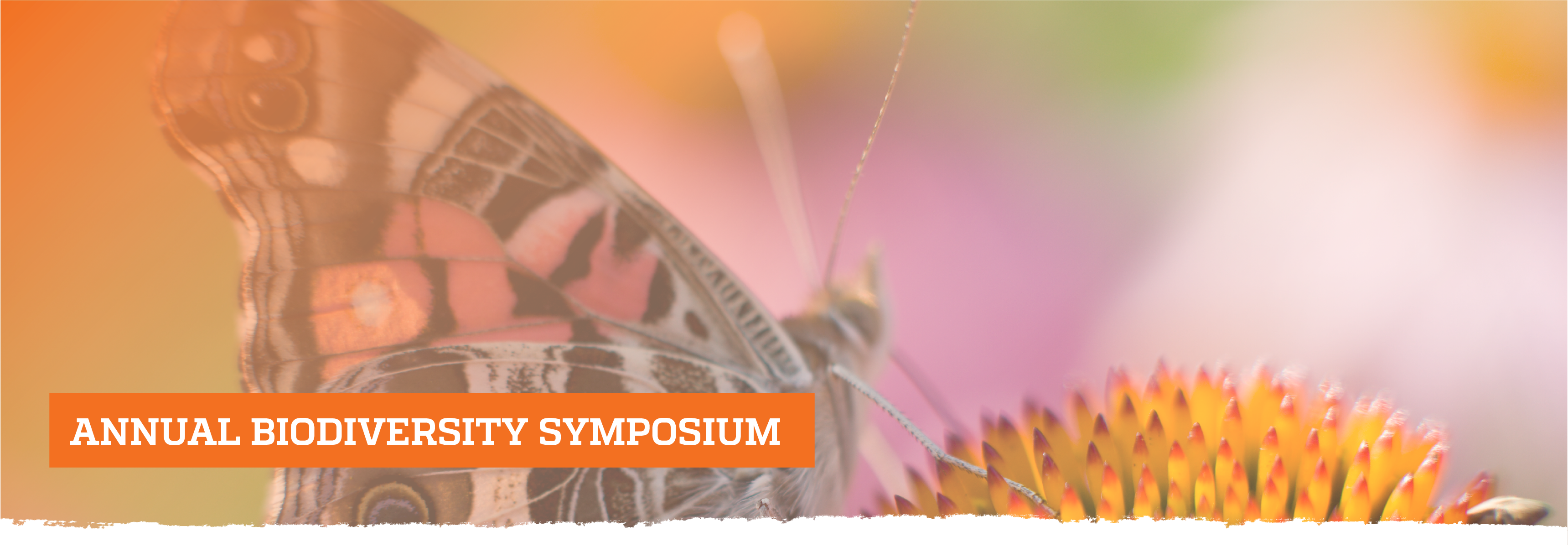 Butterfly on flower; Annual Biodiversity Symposium