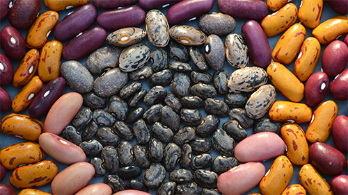Multiple types of beans