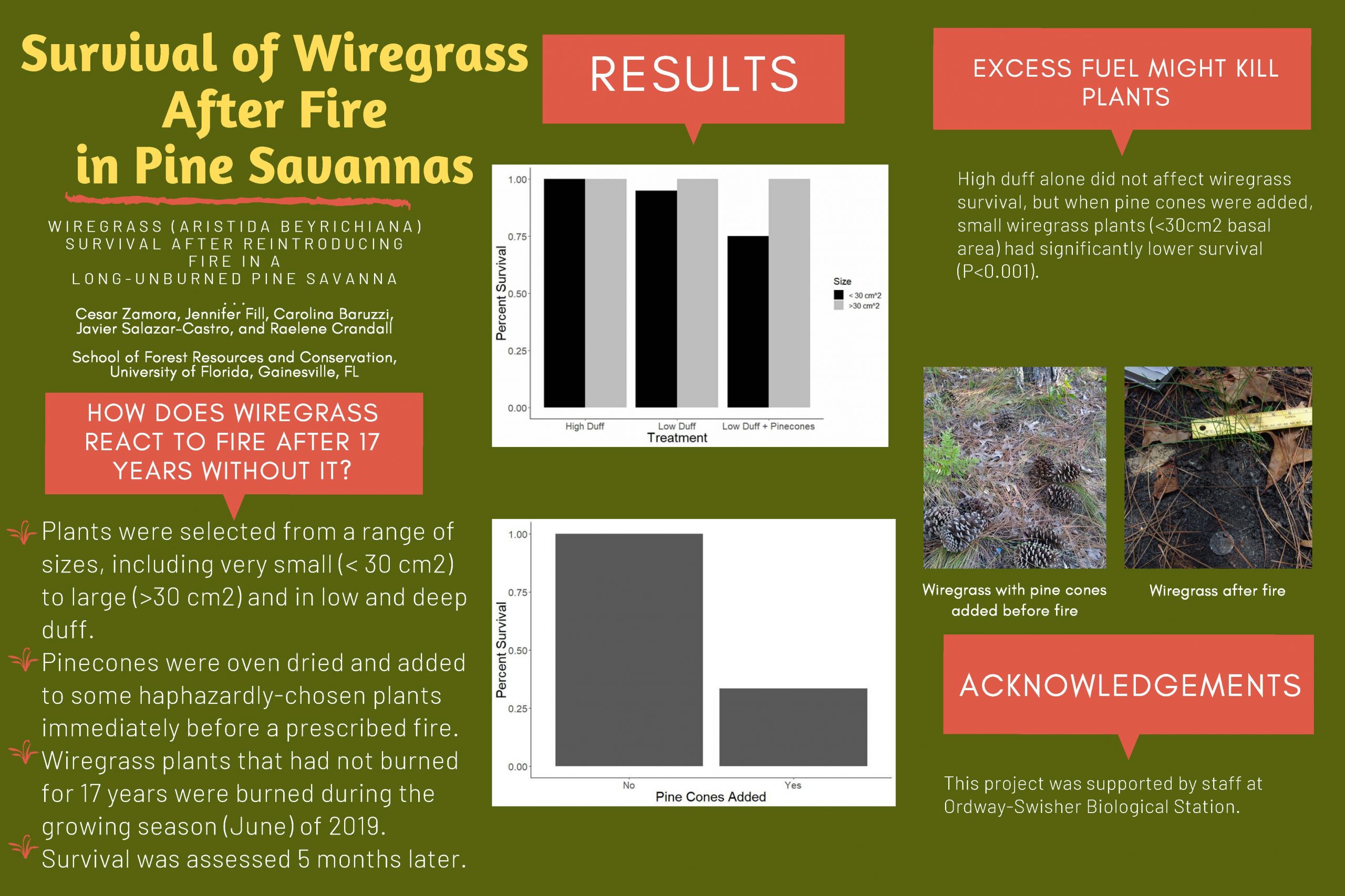 Survival of Wiregrass After Fire in Pine Savannahs