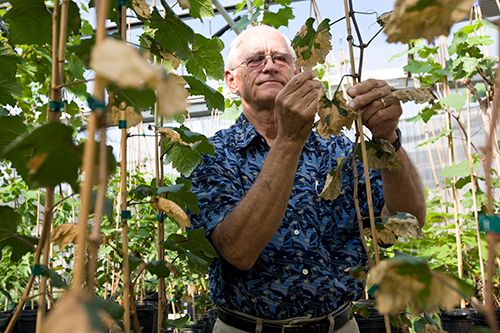 Donald Hopkins studying diseased citrus tree