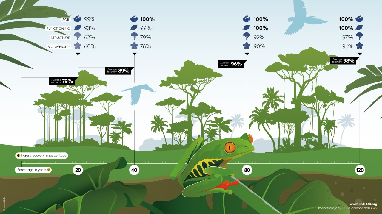 Infographic on Multidimensional tropical forest recovery