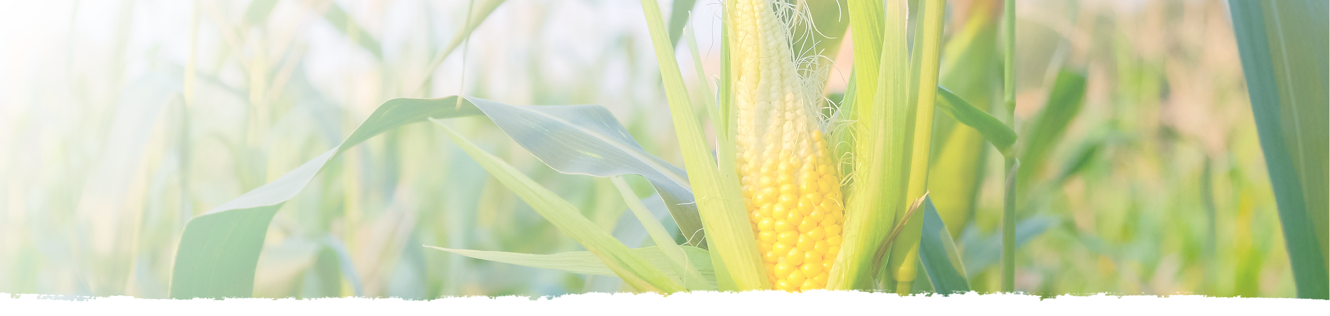 Maize in a cornfield