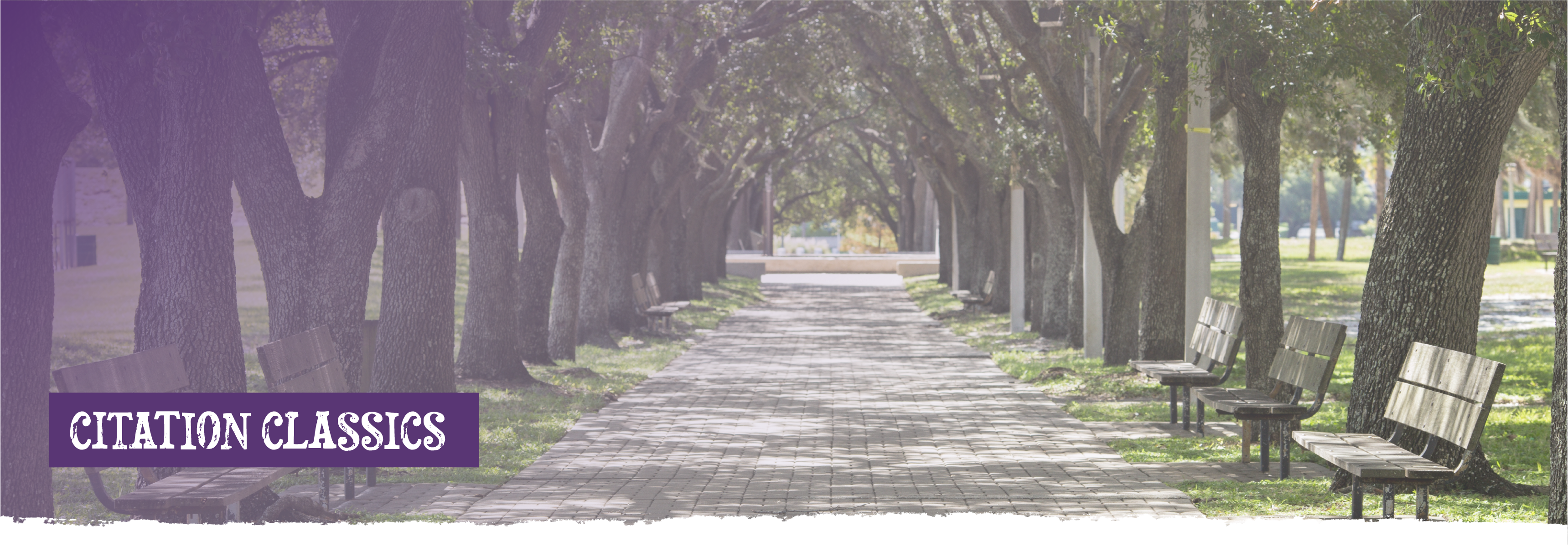 Tree-lined pathway on campus; Citation Classics