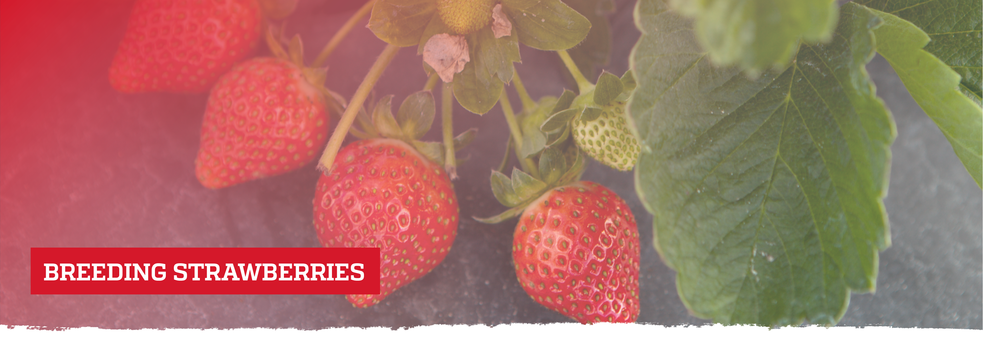 Breeding strawberries