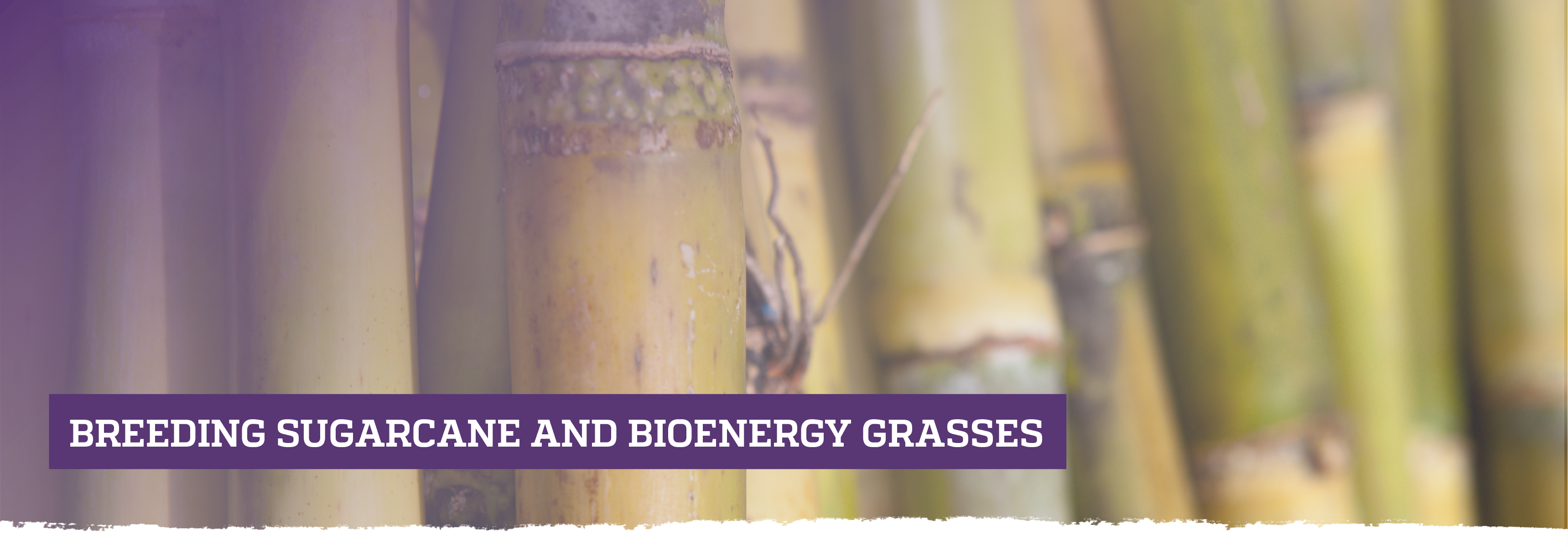 Breeding sugarcane and bioenergy grasses