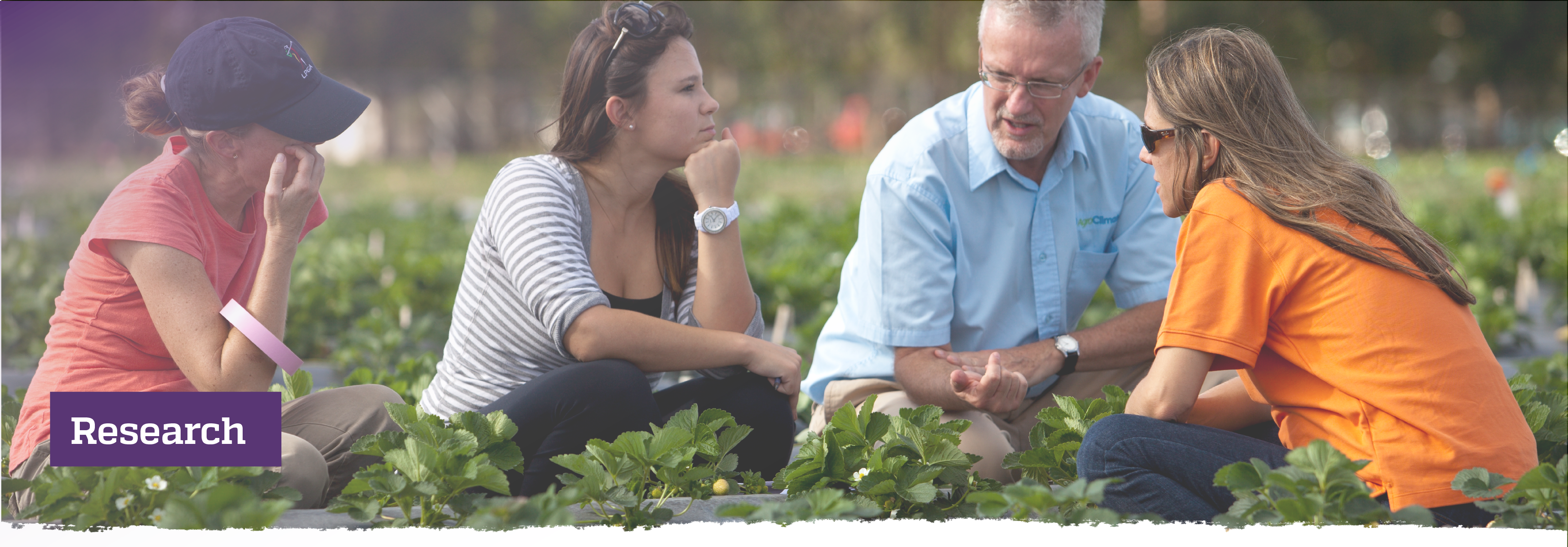 Research; Researchers and students in strawberry field