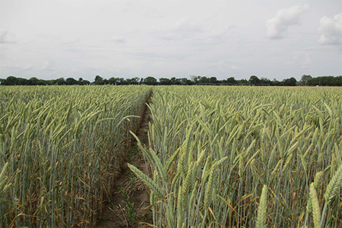 Photo of oats in field